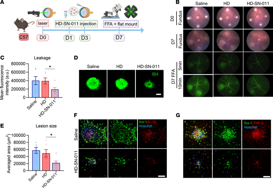 HD-SN-011 reduces CNV leakage, lesion size, and inflammatory signaling i...