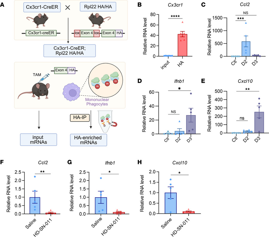 HD-SN-011 attenuates MP cGAS/STING activation and downstream type I inte...