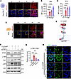 HD-Cy3 is efficiently taken up by microglia/macrophages and inhibits cGAS/S