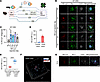 HD-Cy3 is specifically taken up by mononuclear phagocytes in laser-induced