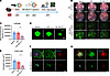 HD-SN-011 reduces CNV leakage, lesion size, and inflammatory signaling in t