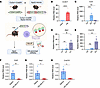 HD-SN-011 attenuates MP cGAS/STING activation and downstream type I interfe