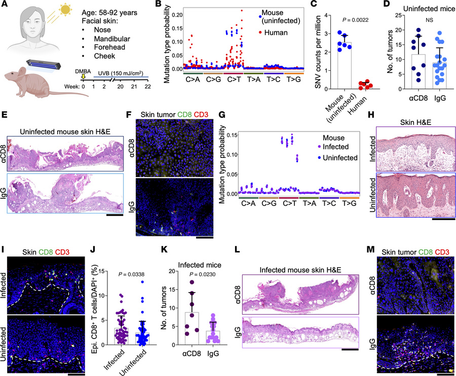Papillomavirus colonization, not high mutational burden, dictates CD8+ T...