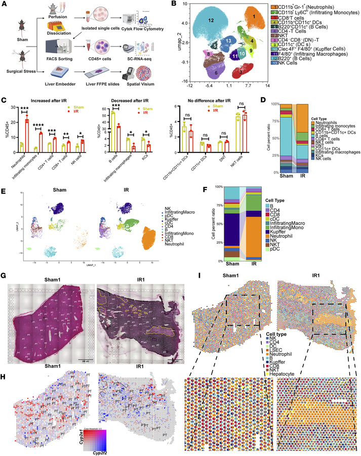 A single-cell multiomics atlas of murine liver before and after liver I/...