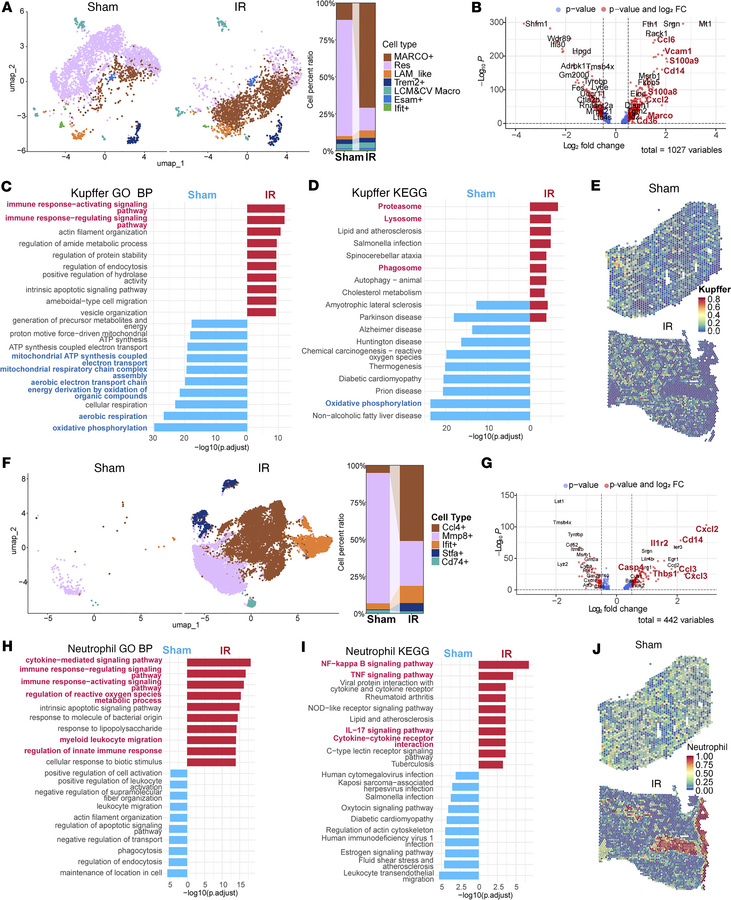 Landscape of KCs and neutrophils in sham and I/R liver.
(A) UMAP plots s...