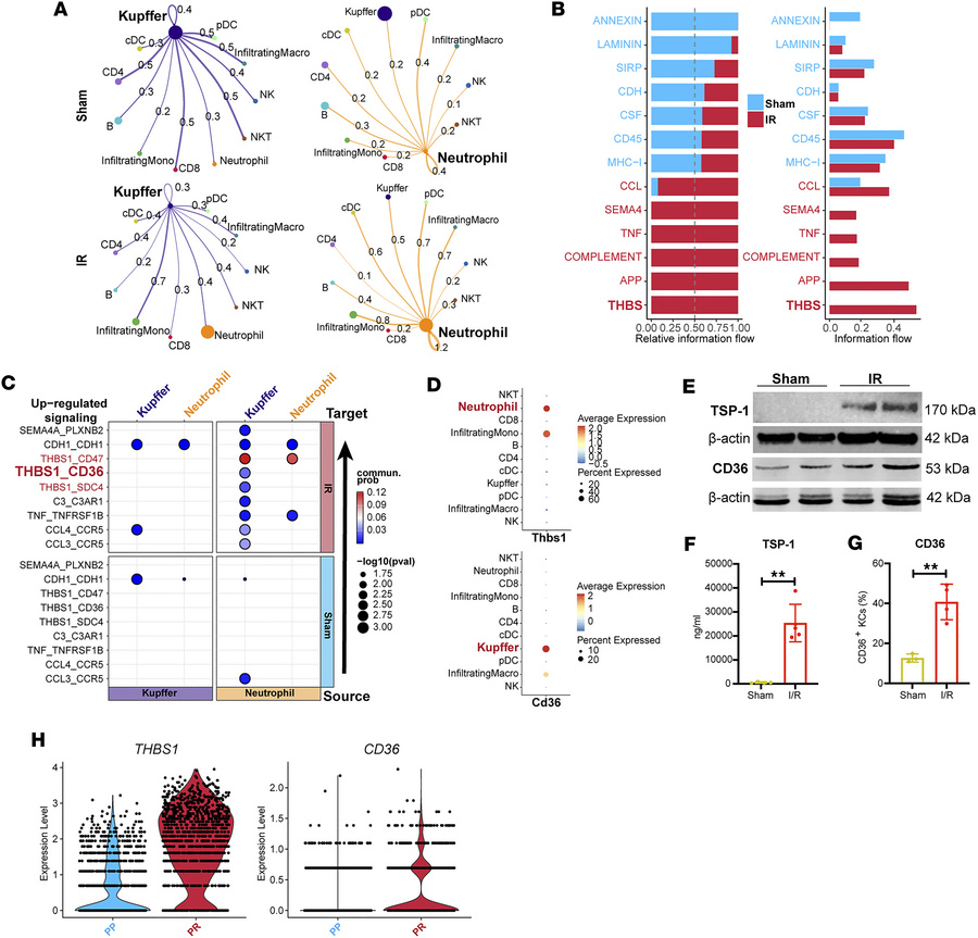 Neutrophil-KC interaction is selectively enriched via TSP-1/CD36 signali...