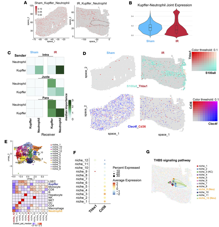 Spatial transcriptomics reveals enhanced neutrophil-KC interaction after...