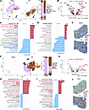 Landscape of KCs and neutrophils in sham and I/R liver.