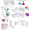 Spatial transcriptomics reveals enhanced neutrophil-KC interaction after li