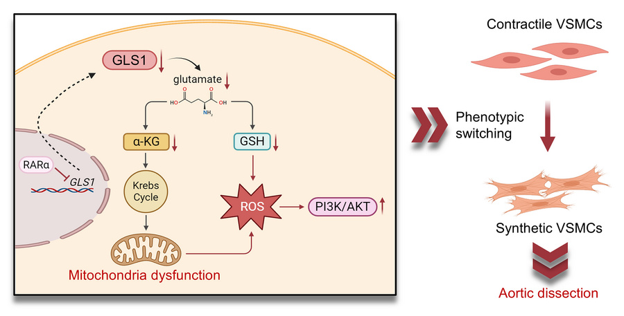 graphical abstract