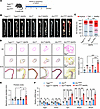 GLS1 deficiency in VSMCs aggravates AD in BAPN-treated mice.