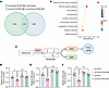 GLS1 regulates glutamine metabolism during VSMC phenotypic switching.
