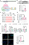 Transcription of GLS1 is regulated by the transcription factor RARα.