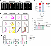 The RARα inhibitor AR7 attenuates AD in BAPN-treated mice.