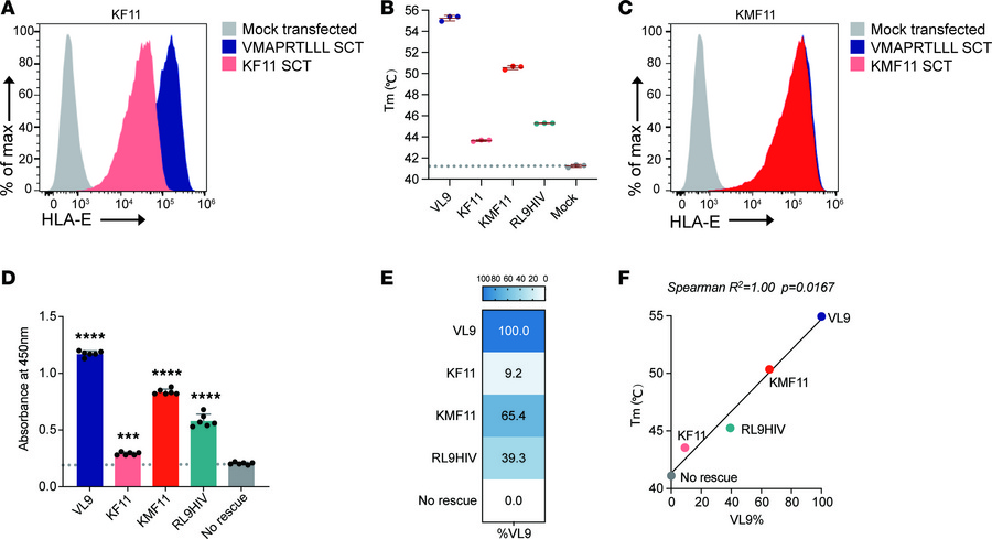 Identification of a mutant peptide of HIV Gag-derived KF11 as an HLA-E b...
