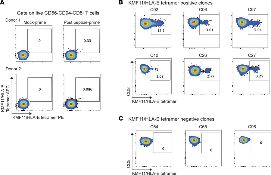 Generation of KMF11-specific HLA-E–restricted CD8 cell clones using an i...