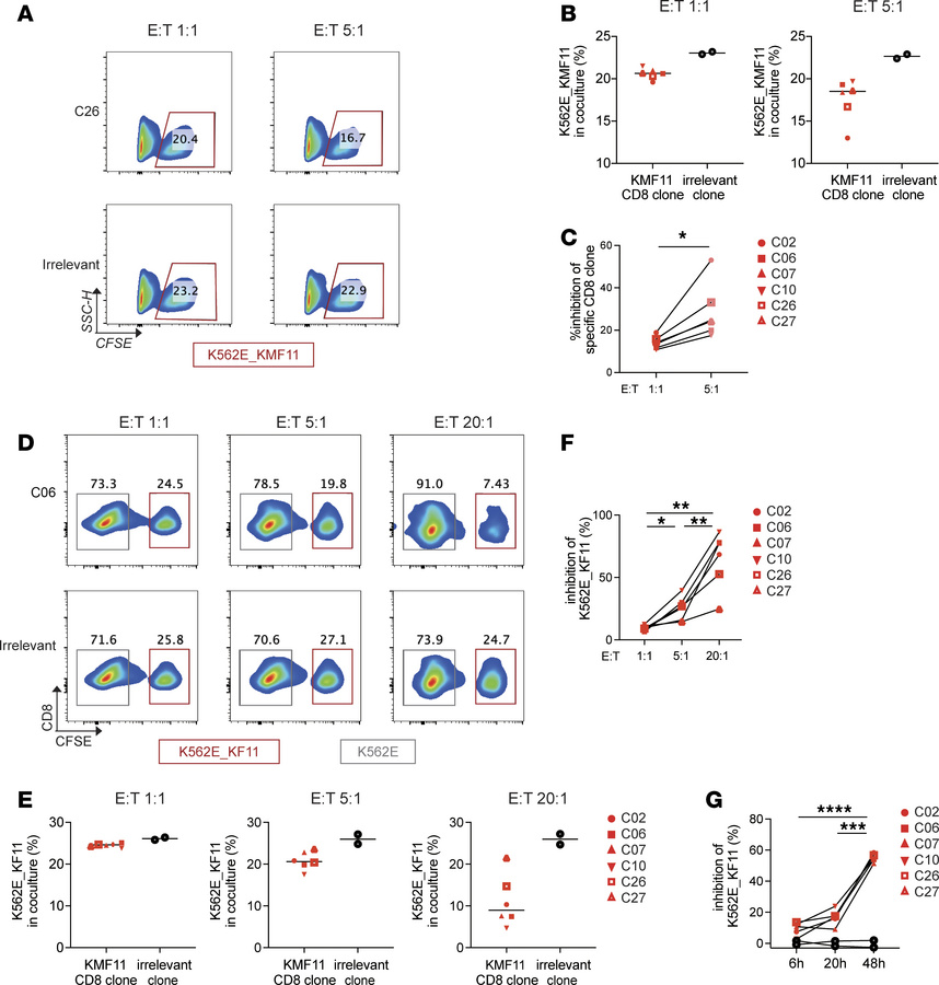 KMF11-specific HLA-E–restricted CD8+ T cells lyse antigen-expressing K56...
