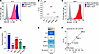 Identification of a mutant peptide of HIV Gag-derived KF11 as an HLA-E bind