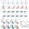 Antiviral effect of KMF11-specific TCR CD8+ T cell transductants against HI