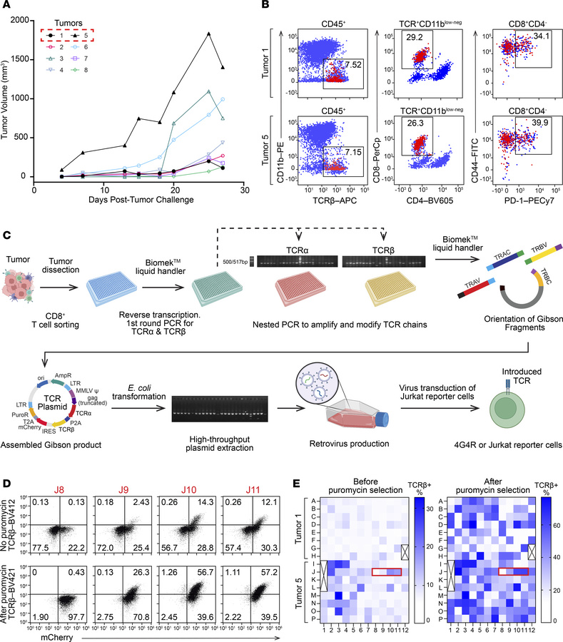 MC38 tumor establishment and cloning of TCRs from single cell–sorted tum...