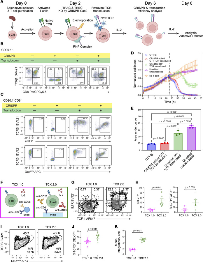 Development of TCX 1.0 and TCX 2.0 T cell products.
(A) Schematic for TC...