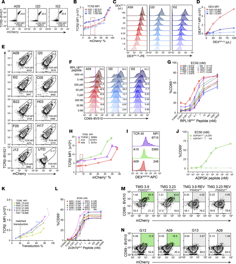 Characterization of anti-neoantigen TCRs.
(A–D) mCherry-expressing retro...