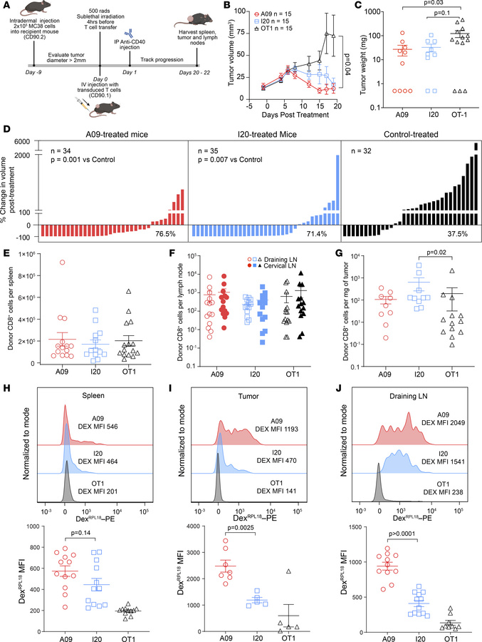 Treatment of MC38 tumors with anti-Rpl18 TCR-transduced T cells.
(A) Exp...