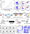 MC38 tumor establishment and cloning of TCRs from single cell–sorted tumor-