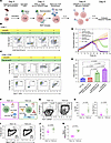 Development of TCX 1.0 and TCX 2.0 T cell products.