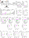 Treatment of B16-TMG melanoma with TCX 1.0 and TCX 2.0 products.