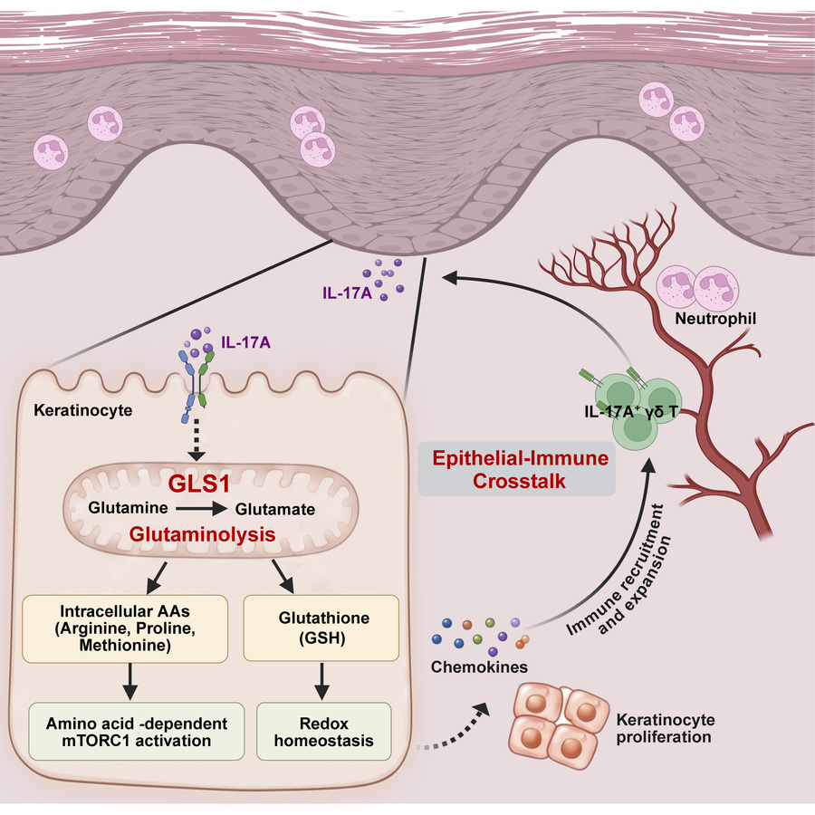 graphical abstract