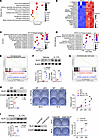 IL-17A induces GLS1-mediated glutaminolysis to promote keratinocyte prolife