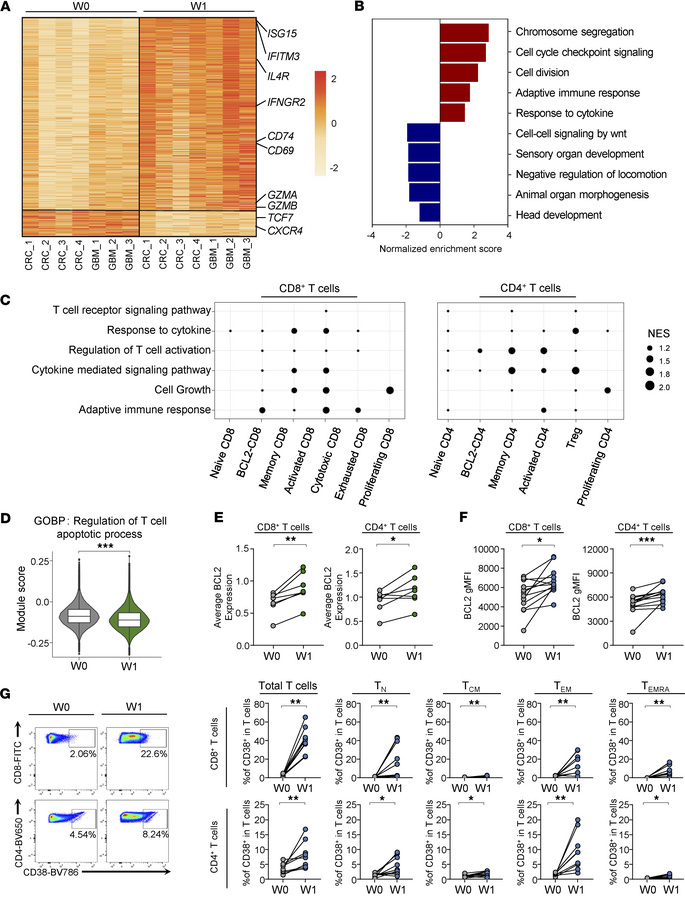 rhIL-7-hyFc–induced transcriptional changes in T cells.
(A) Row-normaliz...