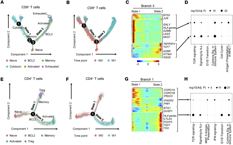 Pseudotime analysis of T cells after rhIL-7-hyFc treatment.
(A and B) Ps...