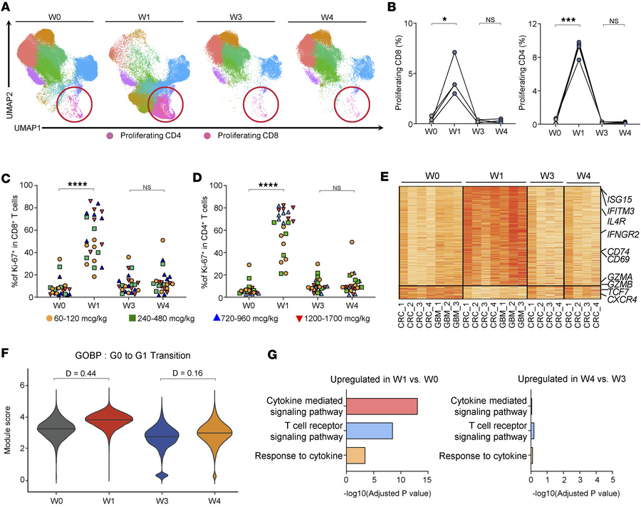 Hyporesponsiveness of T cells after repeated rhIL-7-hyFc administration....