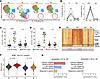 Hyporesponsiveness of T cells after repeated rhIL-7-hyFc administration.