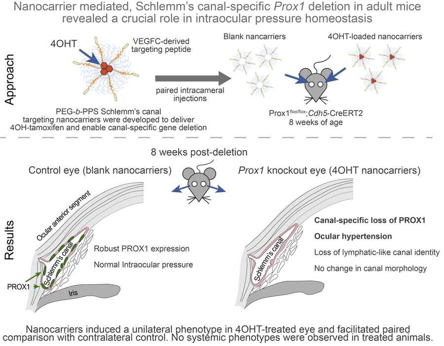 graphical abstract