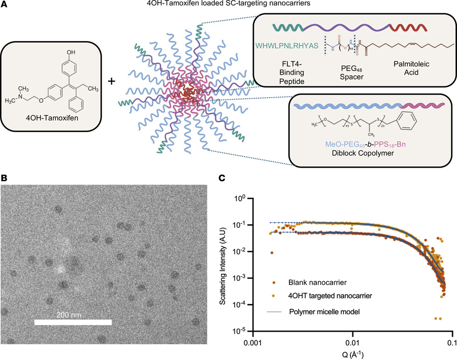 Characterization of targeted and untargeted 4OH-tamoxifen–loaded nanocar...
