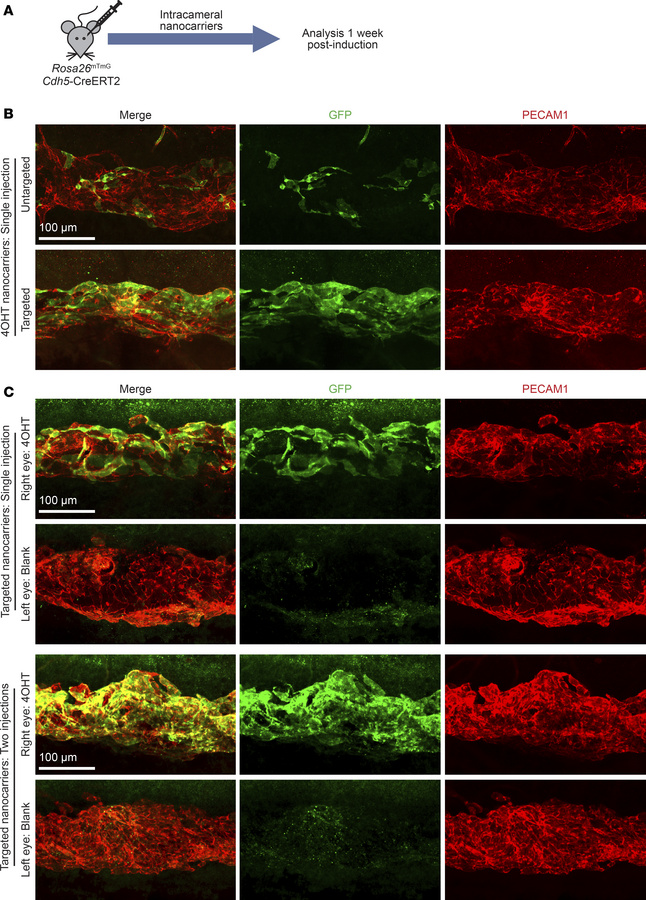 4OHT-loaded, Schlemm’s canal–targeted nanocarriers induce robust Cre-med...