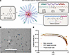 Characterization of targeted and untargeted 4OH-tamoxifen–loaded nanocarrie