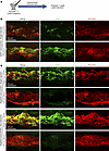 4OHT-loaded, Schlemm’s canal–targeted nanocarriers induce robust Cre-mediat