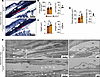 Light and electron microscopy reveals normal Schlemm’s canal morphology in