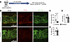 FLT4 is not required for Schlemm’s canal maintenance or IOP homeostasis in