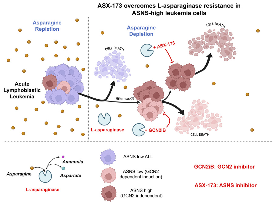graphical abstract