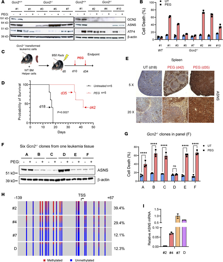 GCN2 inactivation drives GCN2-independent expression of ASNS to confer L...