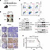 GCN2 is not required for leukemogenesis.