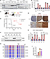 GCN2 inactivation drives GCN2-independent expression of ASNS to confer L-as