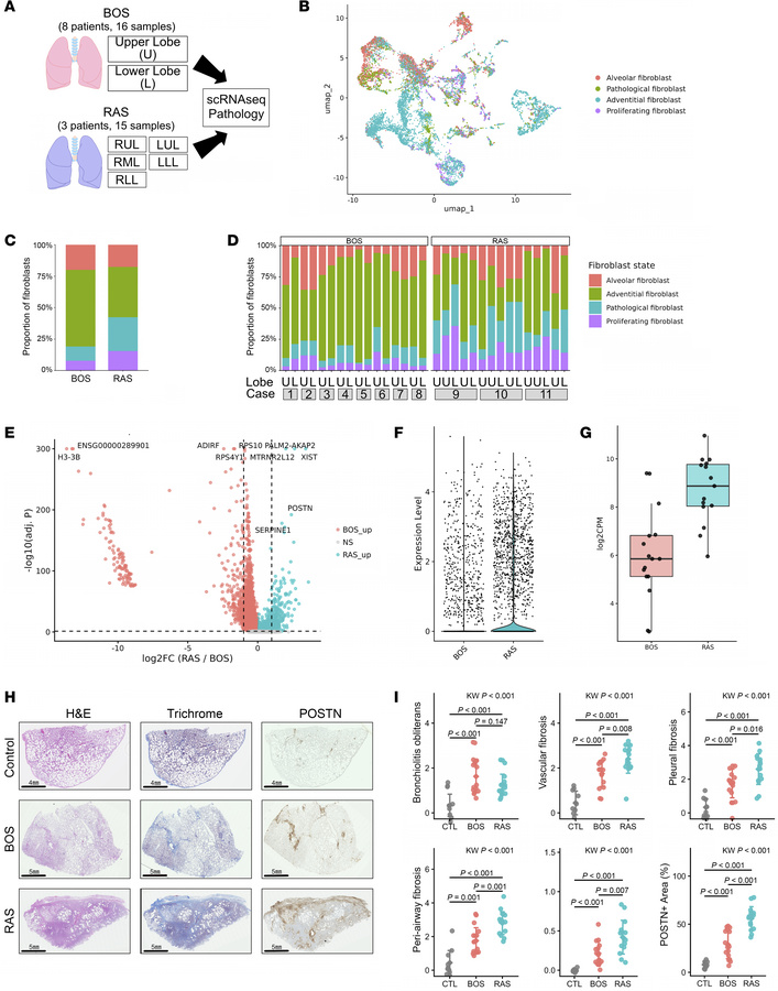 POSTN marks a pathological fibroblast program enriched in RAS.
(A) Study...