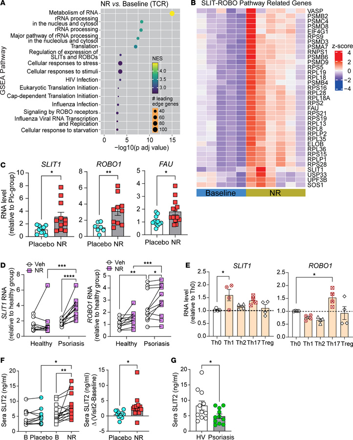 NR induces SLIT–ROBO signaling in psoriatic CD4+ T cells.
(A) Gene Set E...