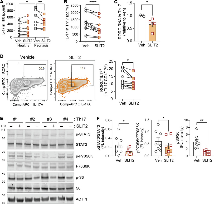 SLIT2 mimics NR effects on Th17 immune responses.
(A) IL-17 secretion fr...